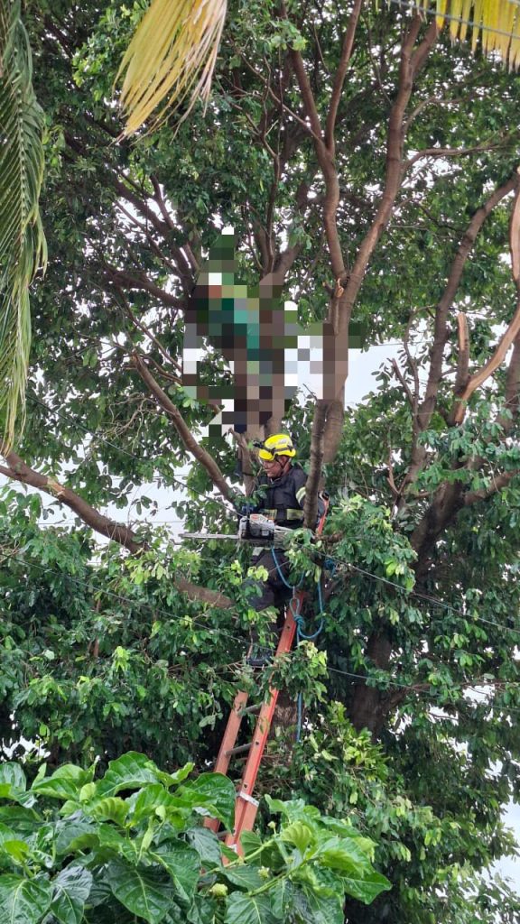 Jovem de 28 anos morre eletrocutado após subir em árvore em Caldas Novas