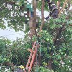 Jovem de 28 anos morre eletrocutado após subir em árvore em Caldas Novas