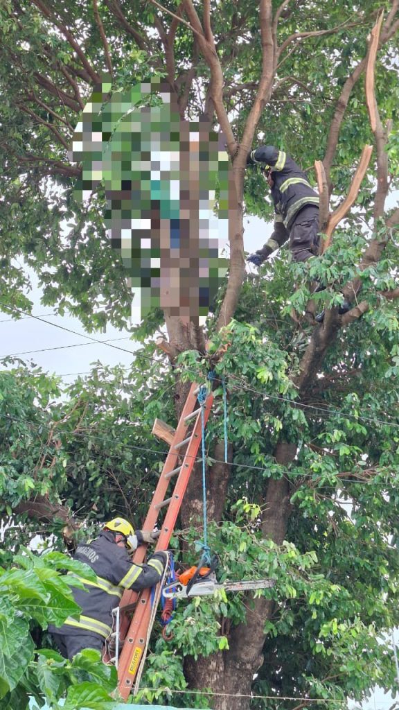 Jovem de 28 anos morre eletrocutado após subir em árvore em Caldas Novas