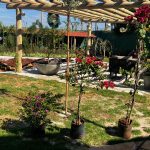 Viveiro aposta em conceito sensorial, serviços especializados e variedade de plantas ornamentais, nativas e frutíferas. (Foto: Reprodução)