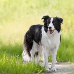 Morte de cachorro da raça Border Collie motivou indenização na Justiça. (Foto: Patas da Casa/Ilustração)