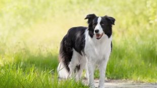 Morte de cachorro da raça Border Collie motivou indenização na Justiça. (Foto: Patas da Casa/Ilustração)