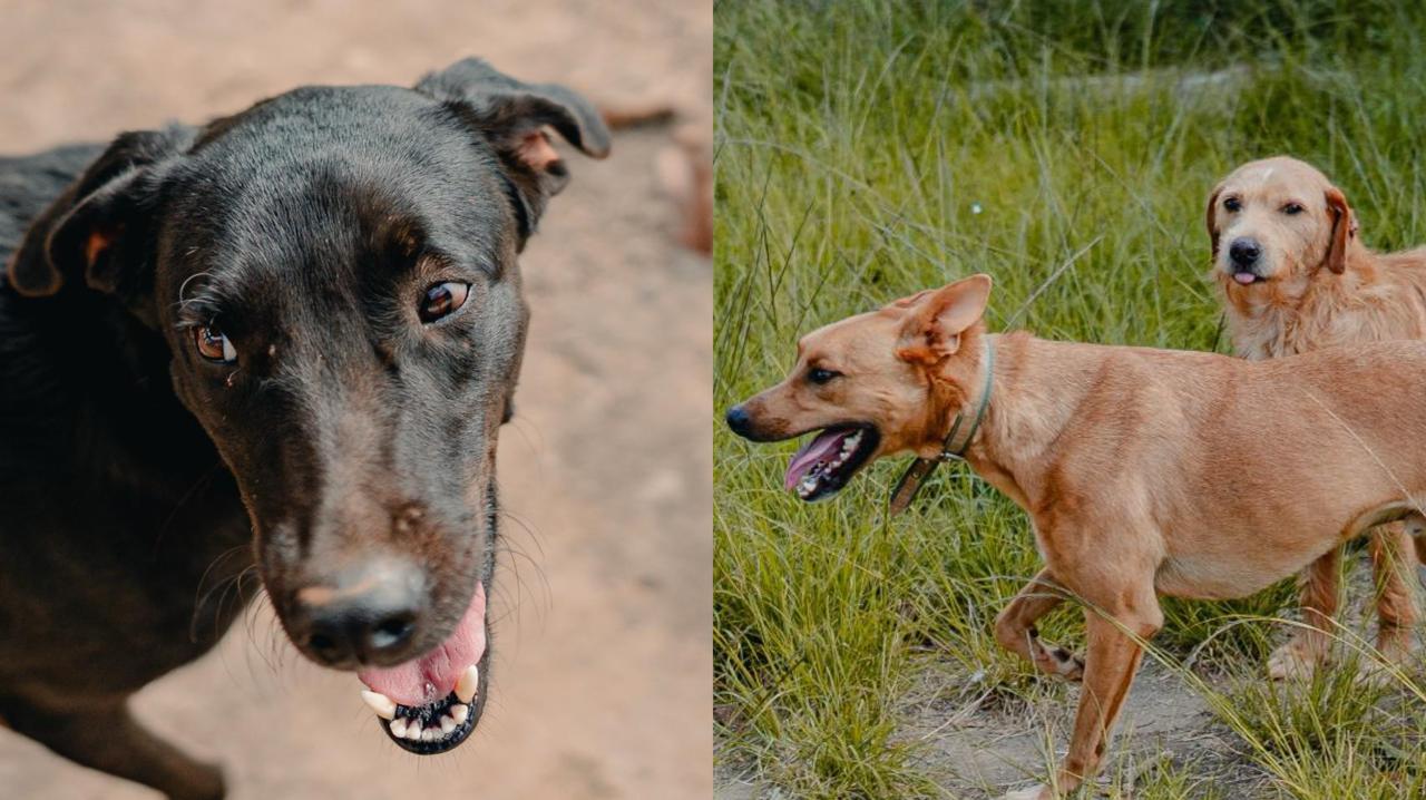 Anápolis terá vacinação gratuita contra raiva até o final de novembro; veja onde imunizar seu pet