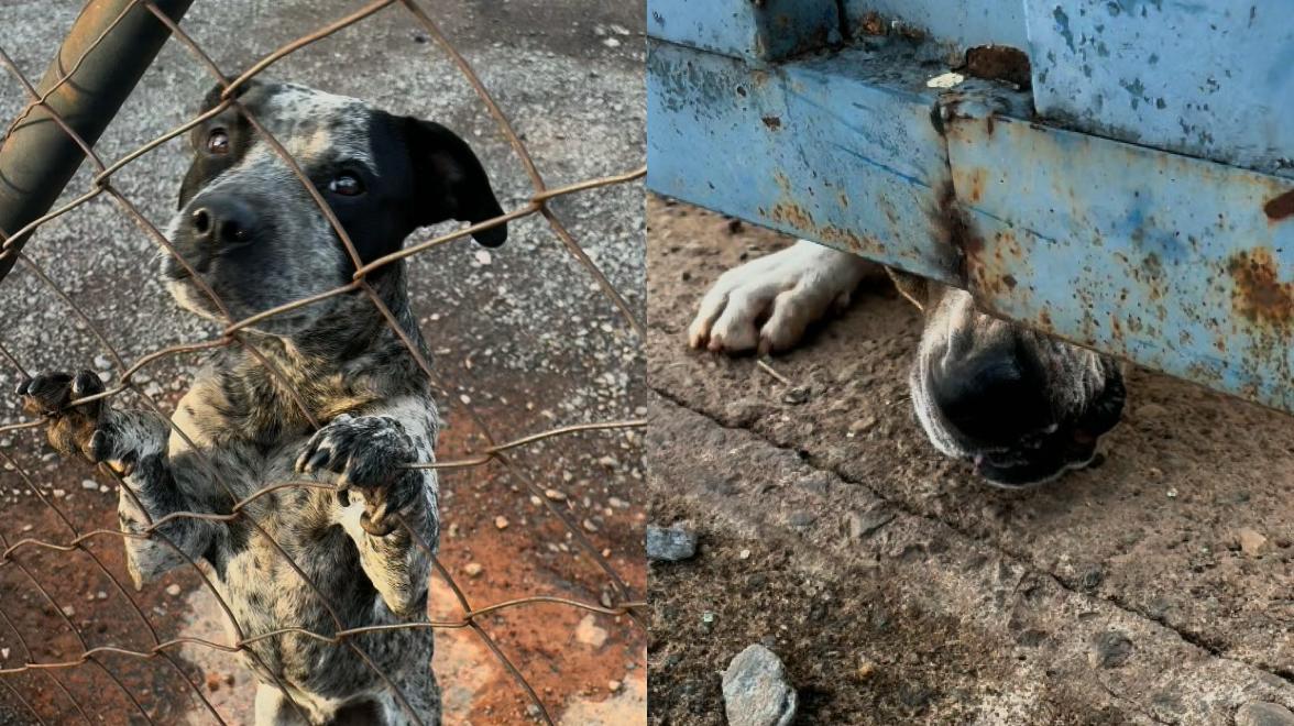 Morador de Anápolis flagra cães com comportamentos opostos numa mesma avenida: “assopra e morde”