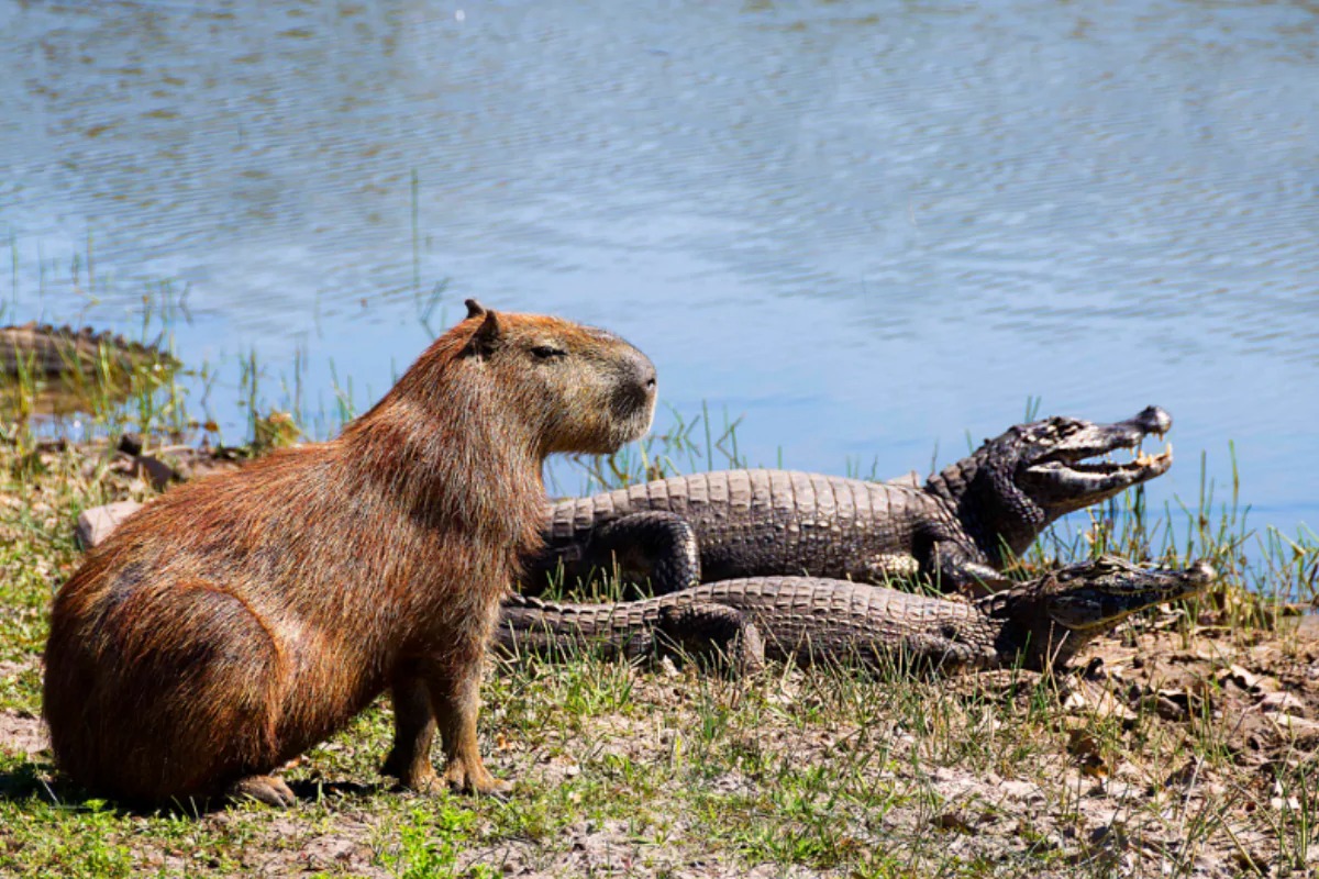 Capivaras e jacarés
