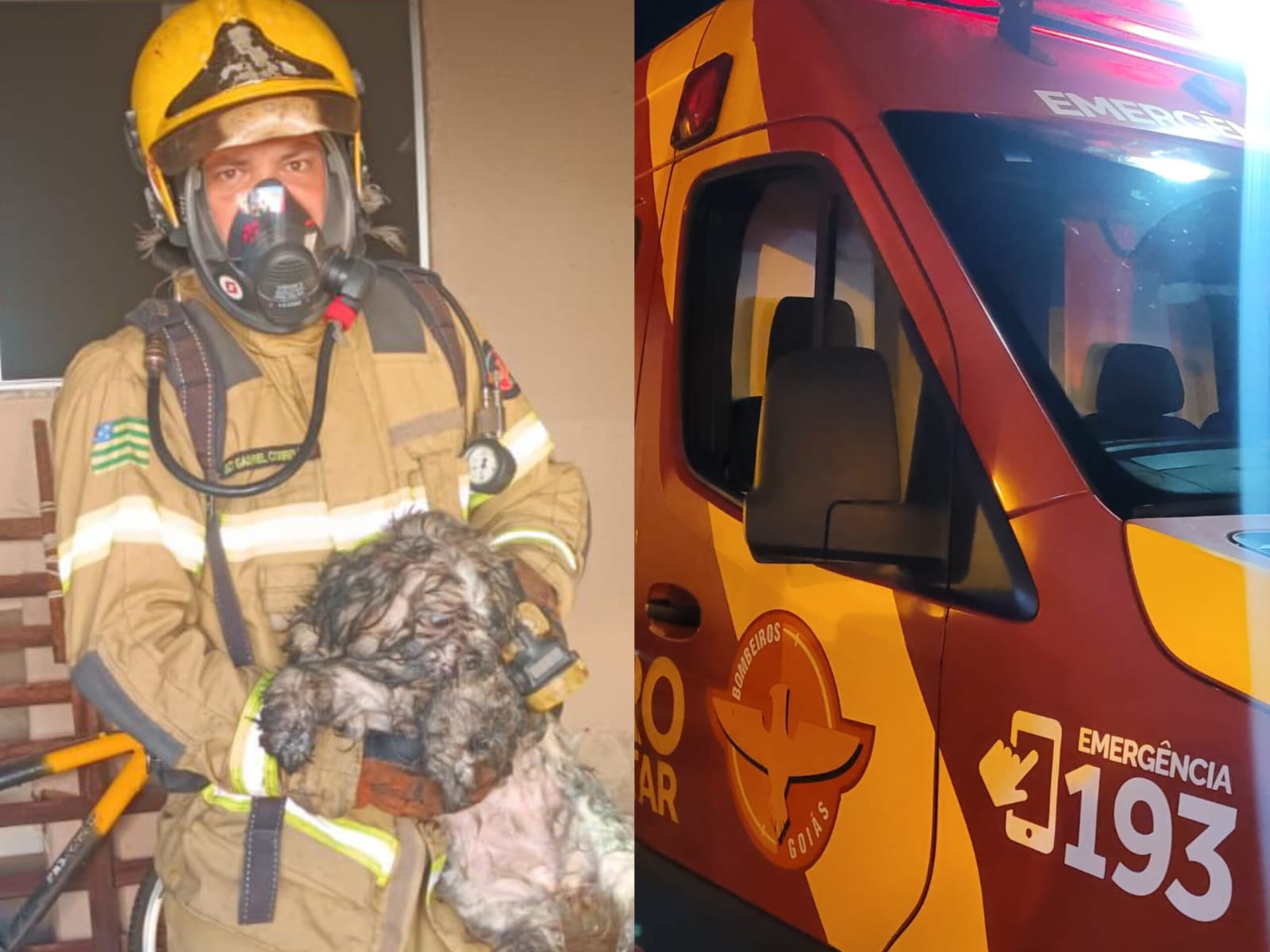 Bombeiros conseguiram salvar cachorro da família do incêndio. (Foto: Divulgação)
