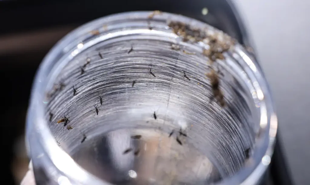 Ministério da Saúde intensificará mobilização contra dengue no Brasil