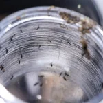 Ministério da Saúde intensificará mobilização contra dengue no Brasil