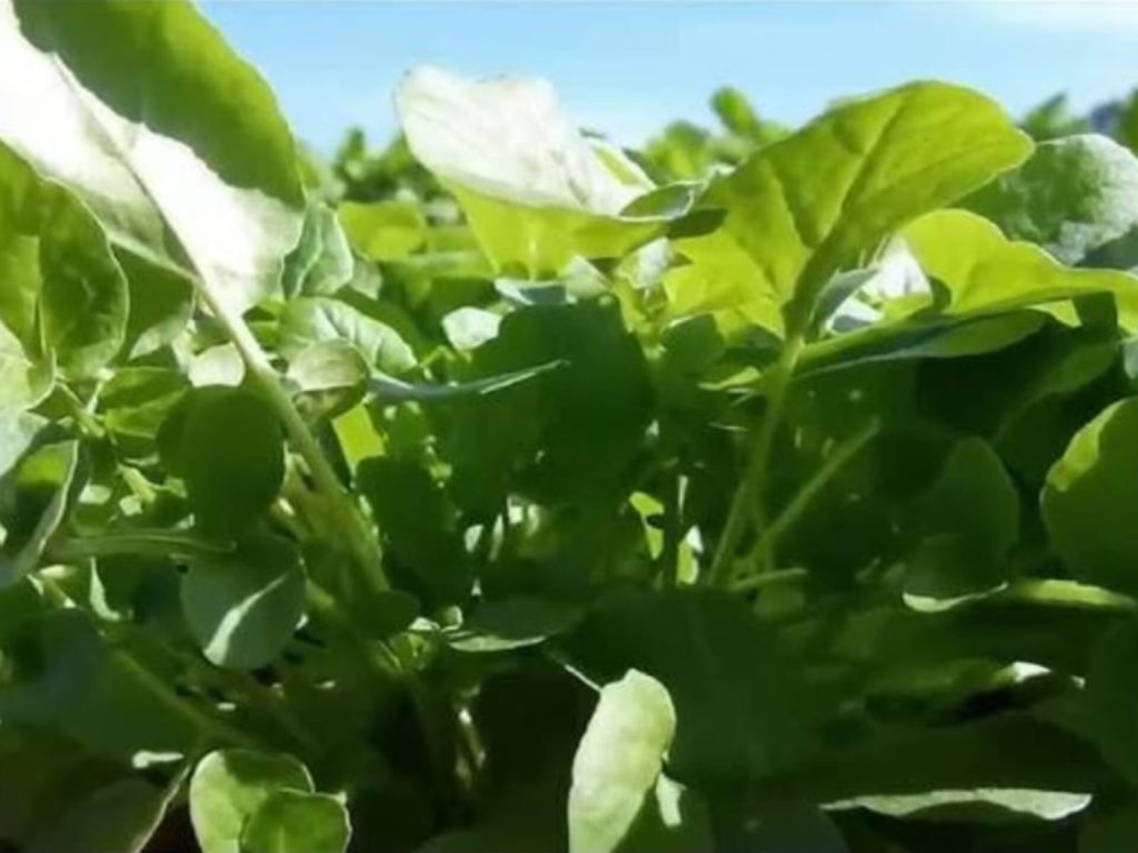 Hortaliça brasileira é eleita o alimento mais saudável do mundo