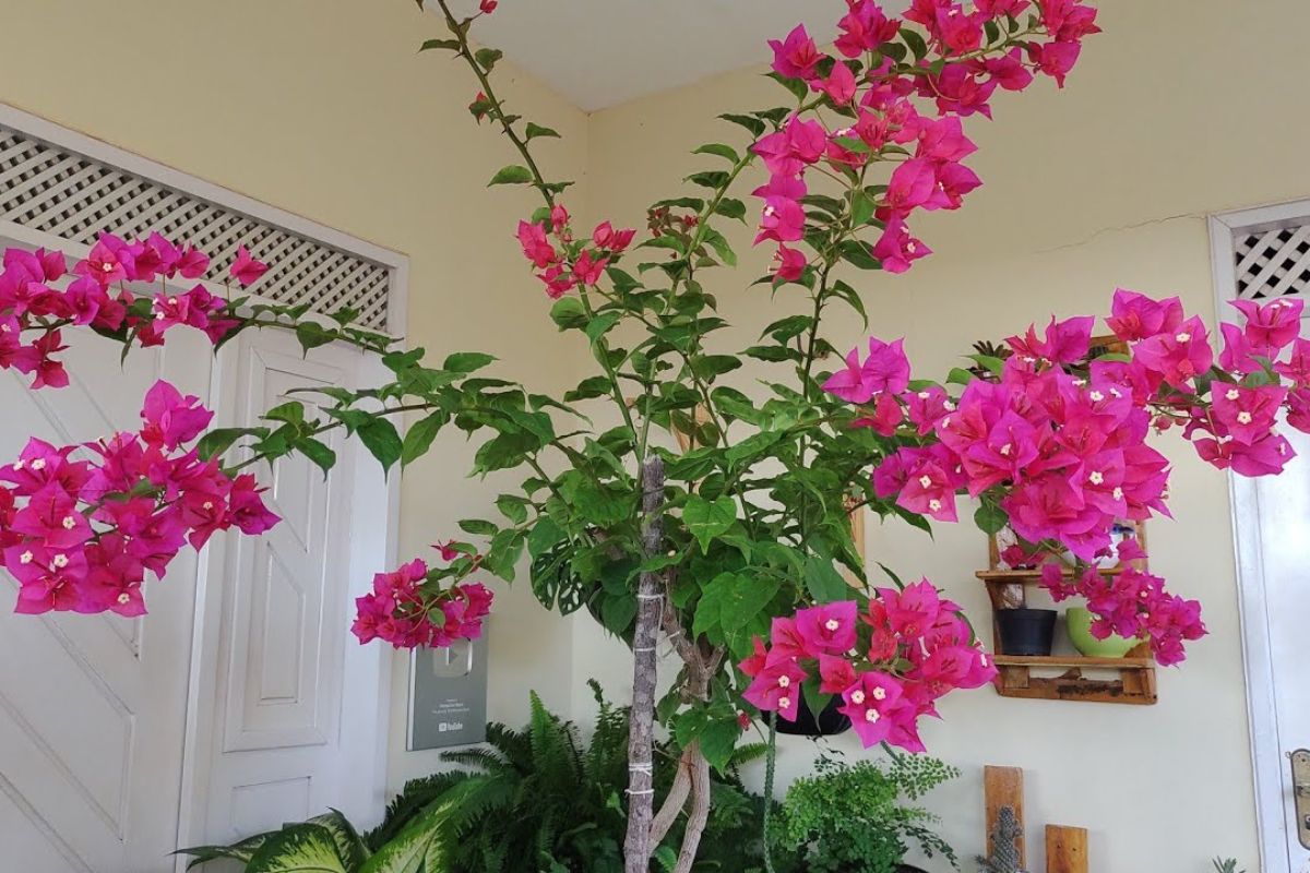 A árvore perfeita para dar mais cor ao quintal de casa ou à varanda do apartamento, segundo botânicos