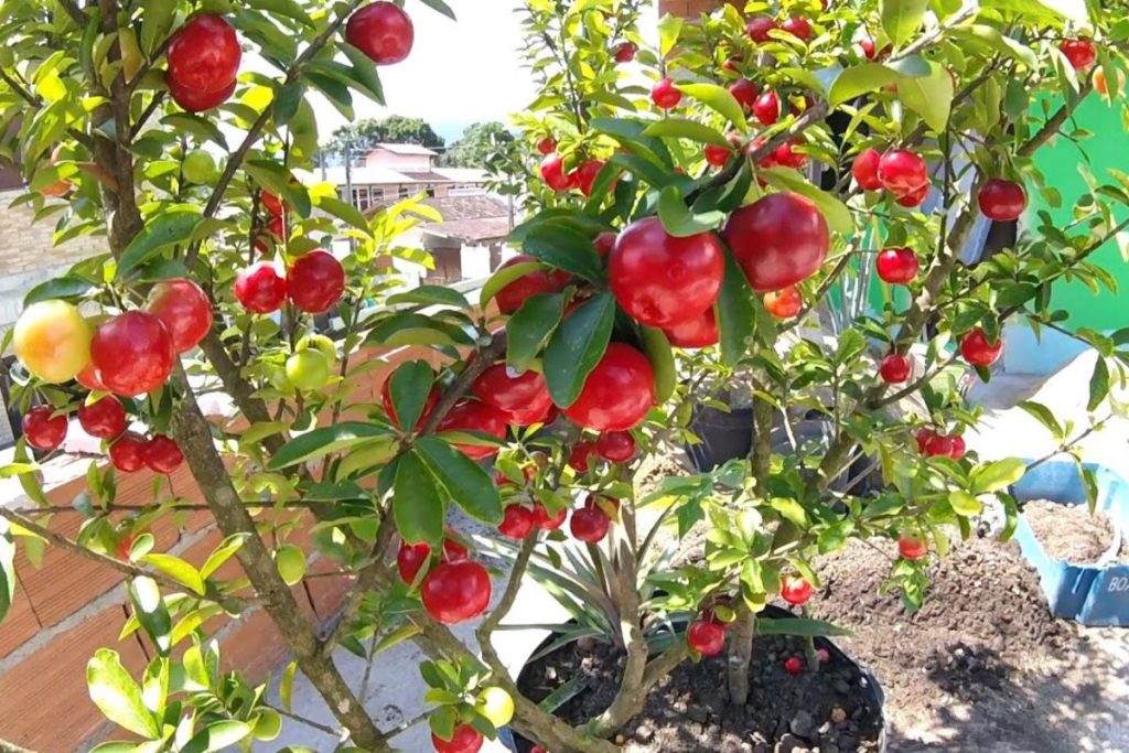 Pequena, resistente e cheia de charme: a árvore perfeita para deixar casas pequenas ainda mais bonitas