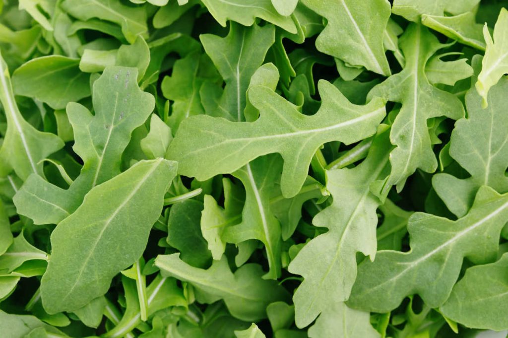 Benefícios da rúcula