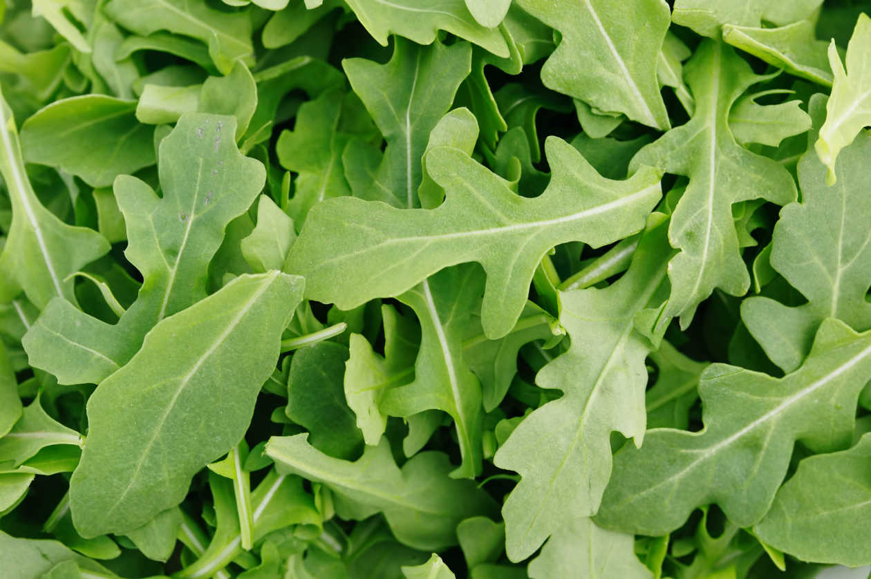 Benefícios da rúcula