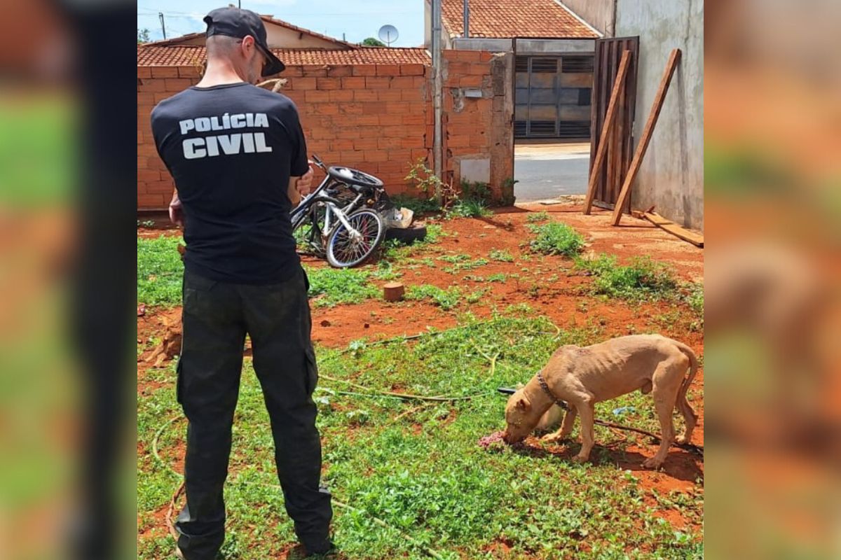 Abandonado, desnutrido e ferido: cachorro é resgatado pela polícia no interior de Goiás