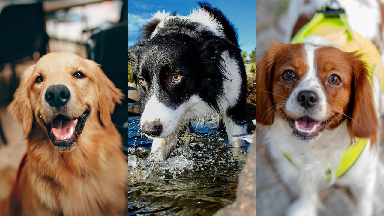 6 raças de cães que formam laços emocionais mais fortes com seus humanos