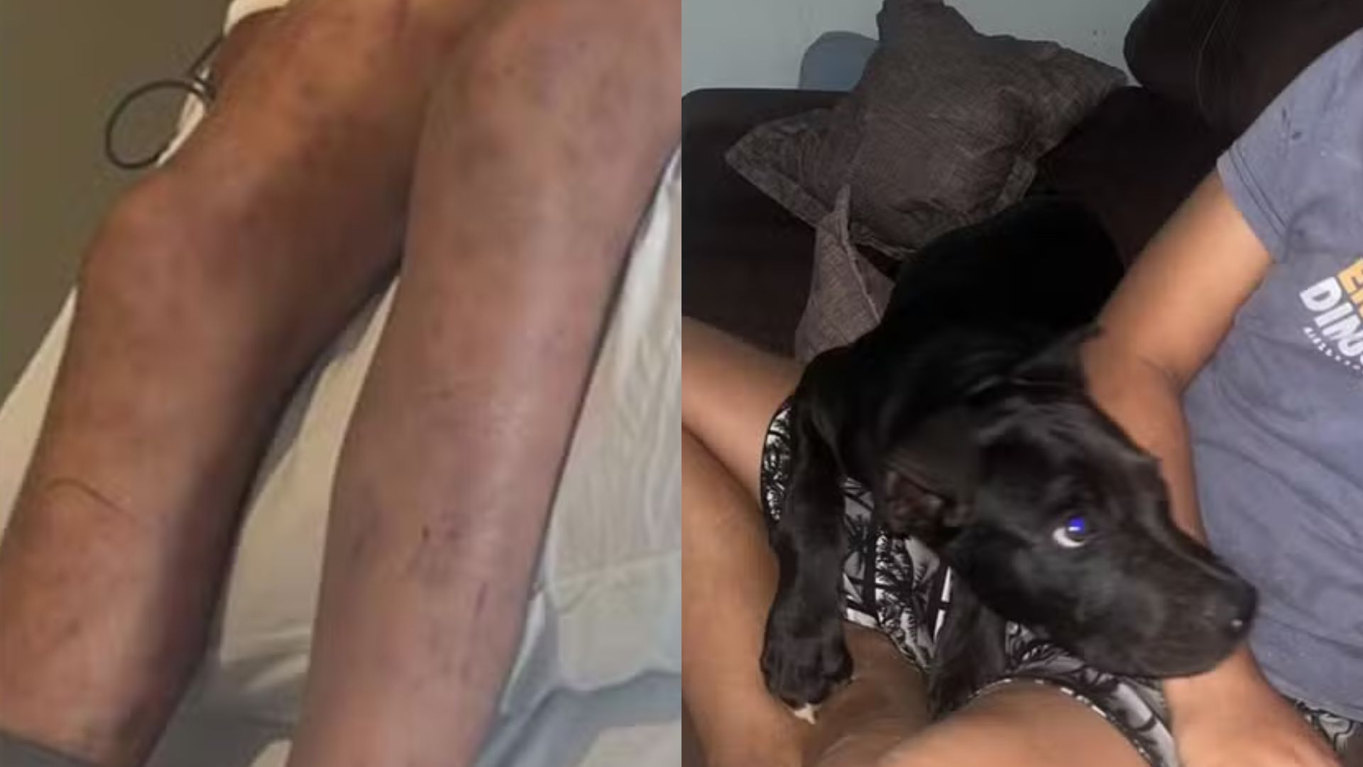 Criança foi atacada por enxame de abelhas após tentar salvar cachorro.