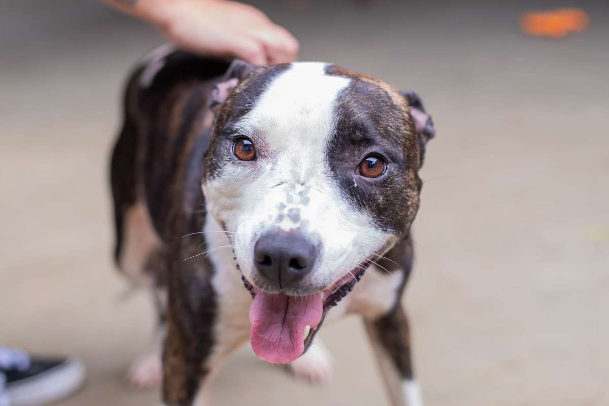 Uso de focinheira e coleira para cães de grande porte pode se tornar obrigatório em Anápolis