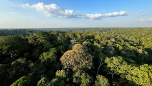 COP30: o que é, quando acontece e o que será discutido em Belém