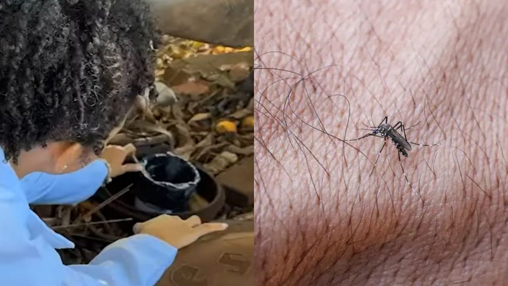 Estudantes de Itumbiara desenvolveram produto natural para combater o mosquito da dengue.