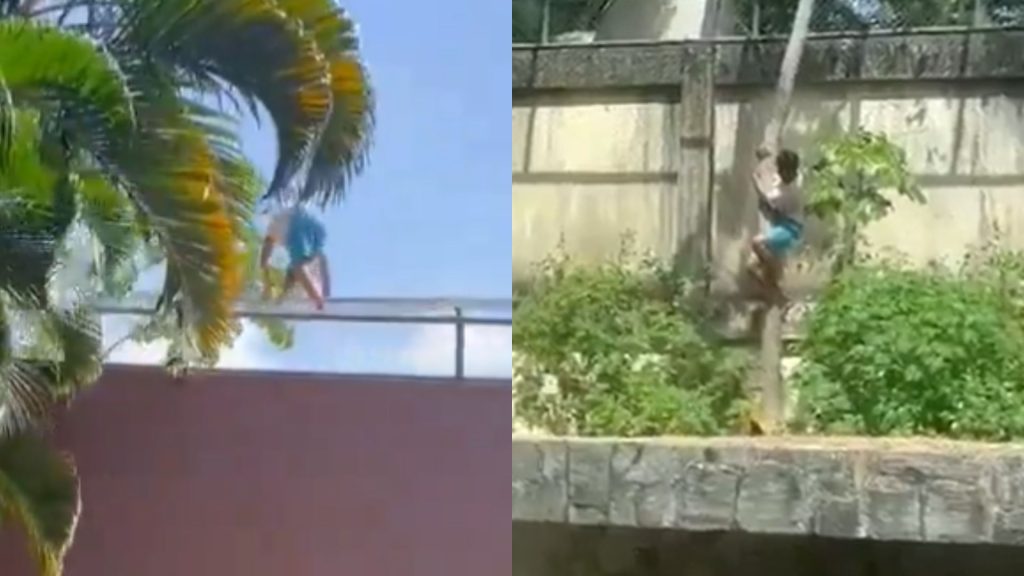 Vídeo mostra quando homem escala muro e entra no recinto da leoa.