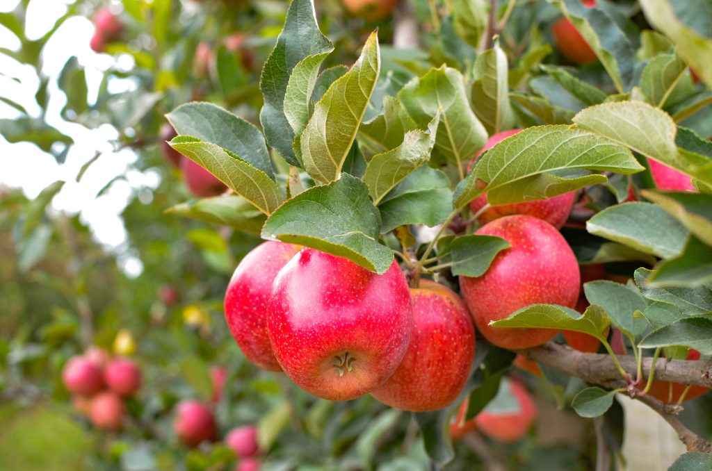 6 alimentos que acabam com o mau hálito e manter a boca fresca o dia todo