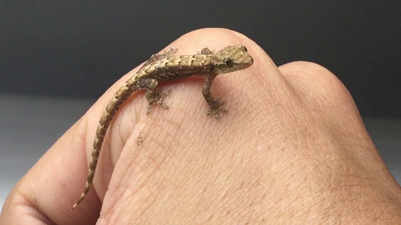 Não faça nada com elas: ter lagartixas em casa pode ser melhor que se pensa