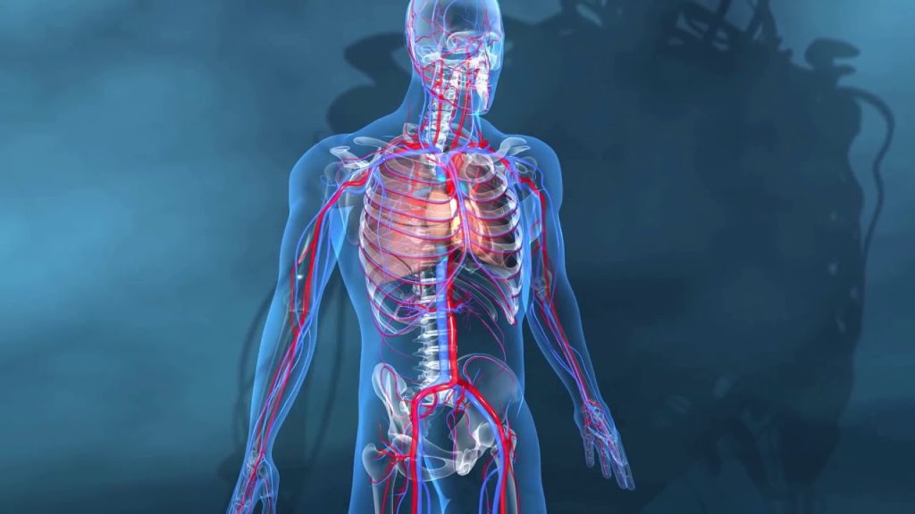 6 hábitos que ajudam a “limpar” as artérias, segundo especialistas