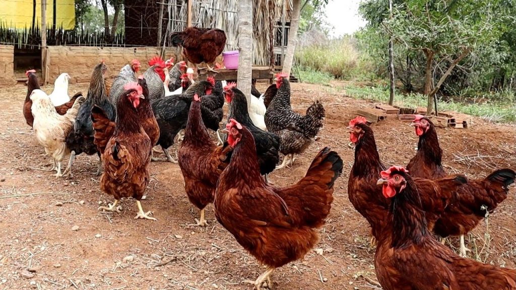 Criar animais rurais pode ser aplicado multa em zona urbana