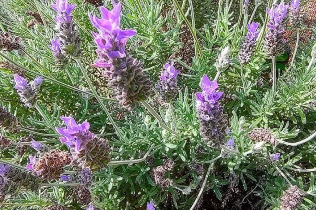 A planta que é linda e vai deixar sua casa naturalmente perfumada