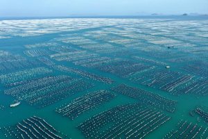 Fazendas de criação de mexilhões