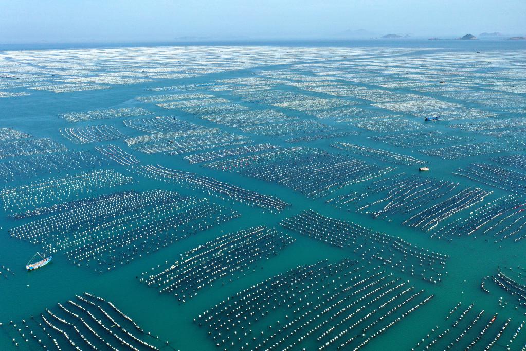 Fazendas de criação de mexilhões