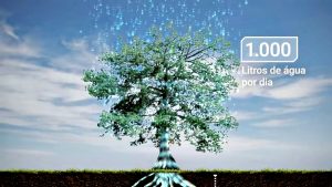 Samaúma: a árvore amazônica que guarda água em tanta quantidade que surpreende até cientistas