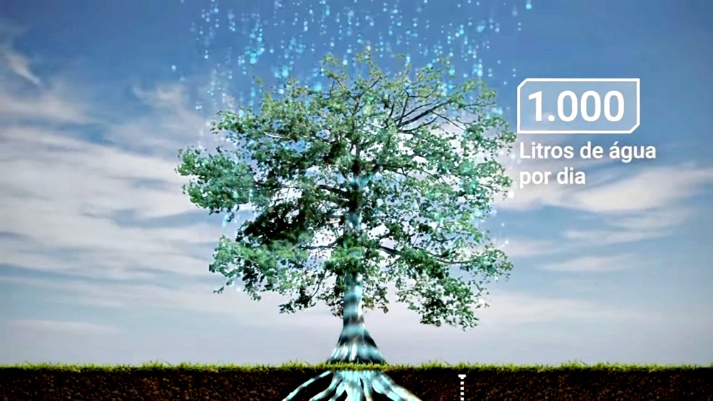 Samaúma: a árvore amazônica que guarda água em tanta quantidade que surpreende até cientistas