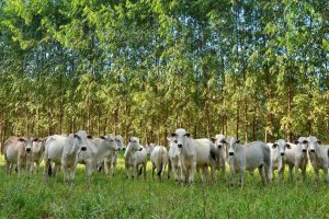 cidade brasileira que tem a maior produção de carne bovina do Brasil