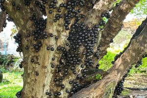 A fruta cuja casca é mais poderosa que a polpa e se tornou grande aliada no combate ao diabetes