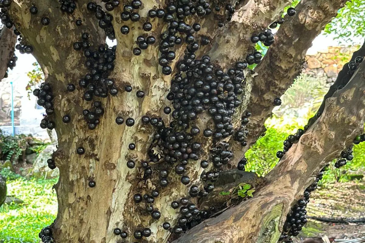 A fruta cuja casca é mais poderosa que a polpa e se tornou grande aliada no combate ao diabetes