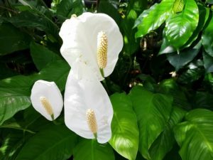 6 plantas que ajudam a proteger a casa e atrair prosperidade