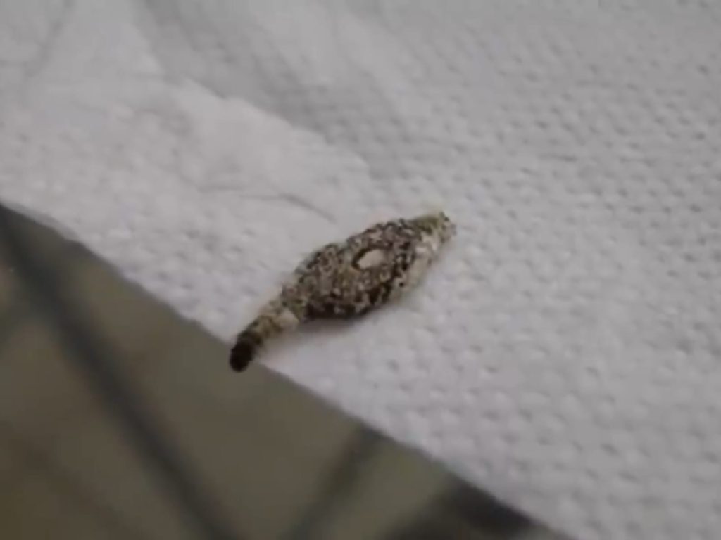 Como acabar com traças no armário e preservar suas roupas