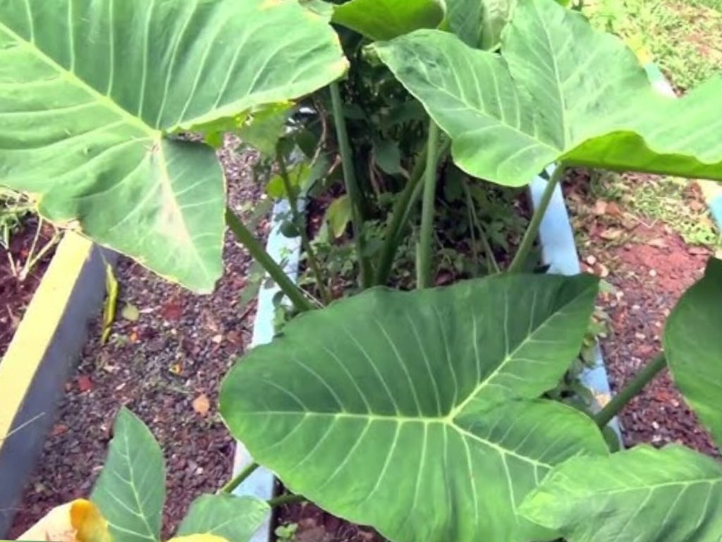 Vegetal normalmente esquecido pode contribuir para músculos mais fortes e olhos saudáveis