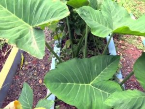 Vegetal normalmente esquecido pode contribuir para músculos mais fortes e olhos saudáveis