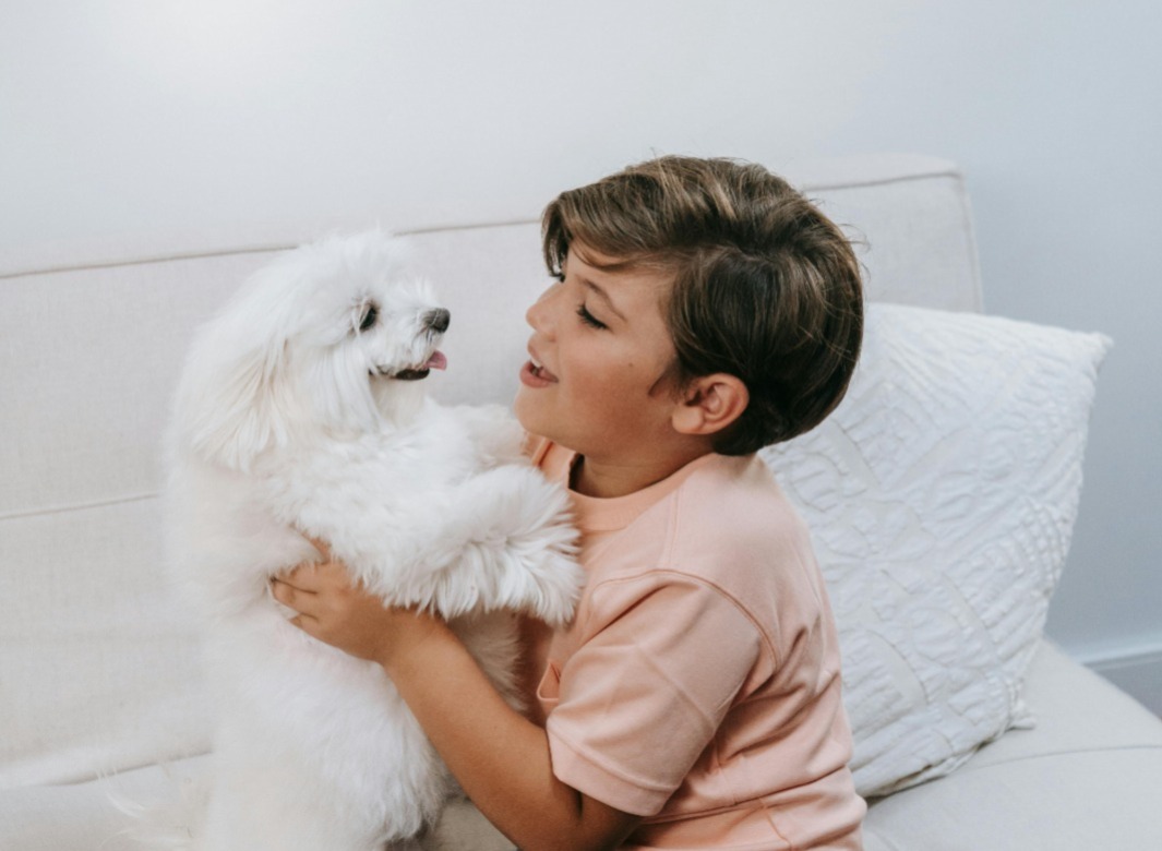 6 raças de cachorro que são as mais carinhosas para ter em casa, segundo veterinários