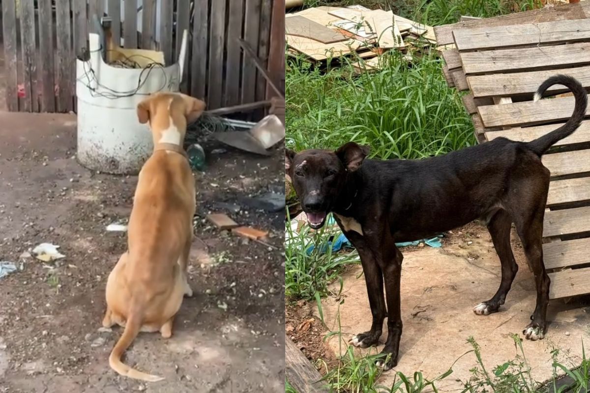 Polícia resgata cachorros abandonados, que passavam fome e sede; tutor é preso em Jataí