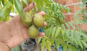 fruta que ajuda na digestão