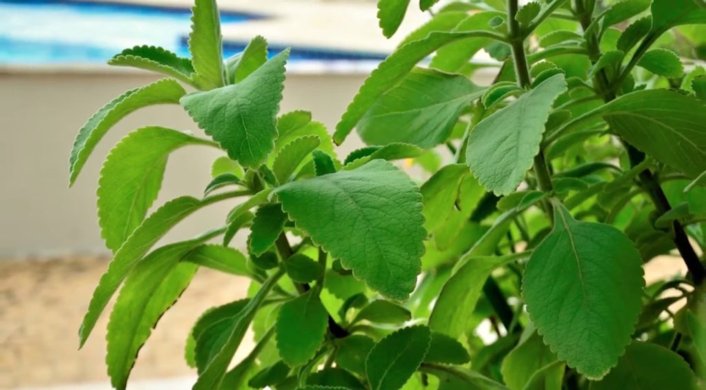 Chá de boldo retorna para as casas brasileiras