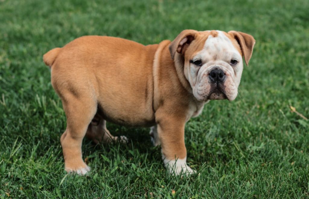 raça de cachorro dócil