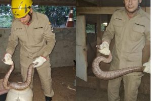 Moradores se surpreendem ao se deparar com jiboia em galinheiro, em Goiás