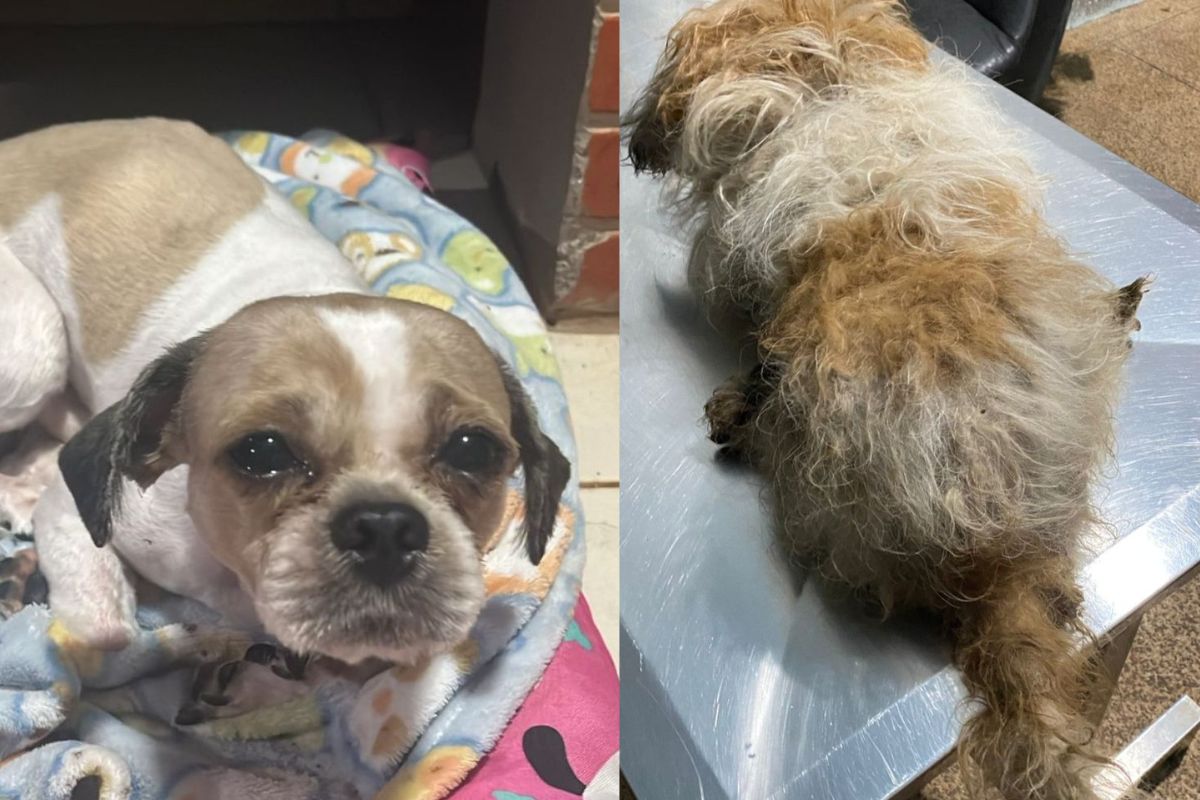 Cãozinho abandonado por dono é resgatado pela polícia e ganha novo lar em Rio Verde