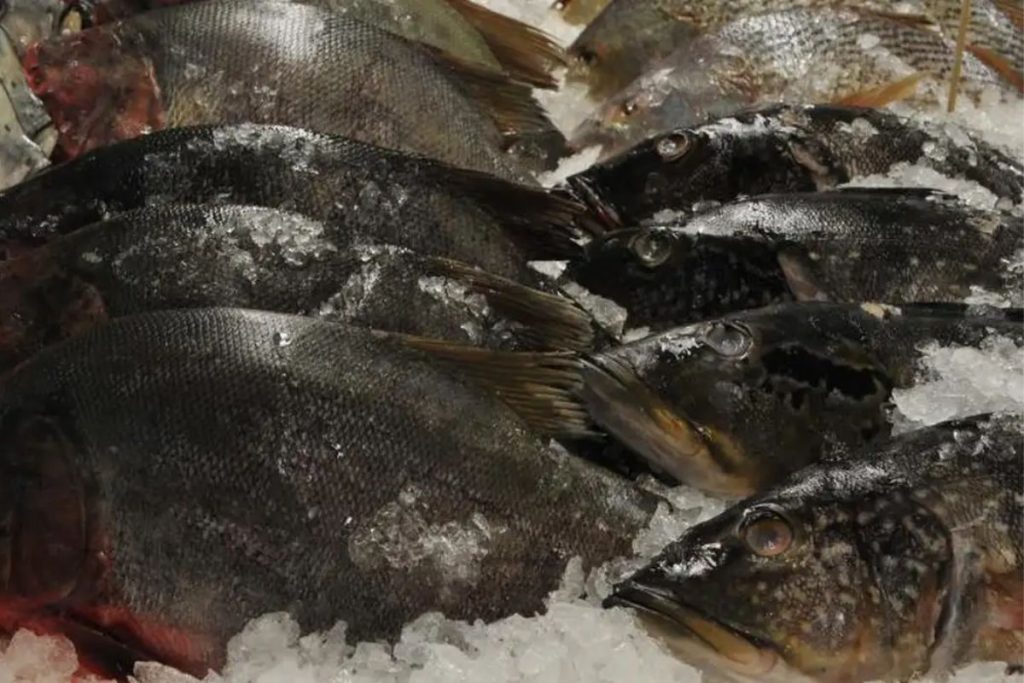 O peixe originário do Brasil que cruzou oceanos e hoje é produzido em escala industrial pela China