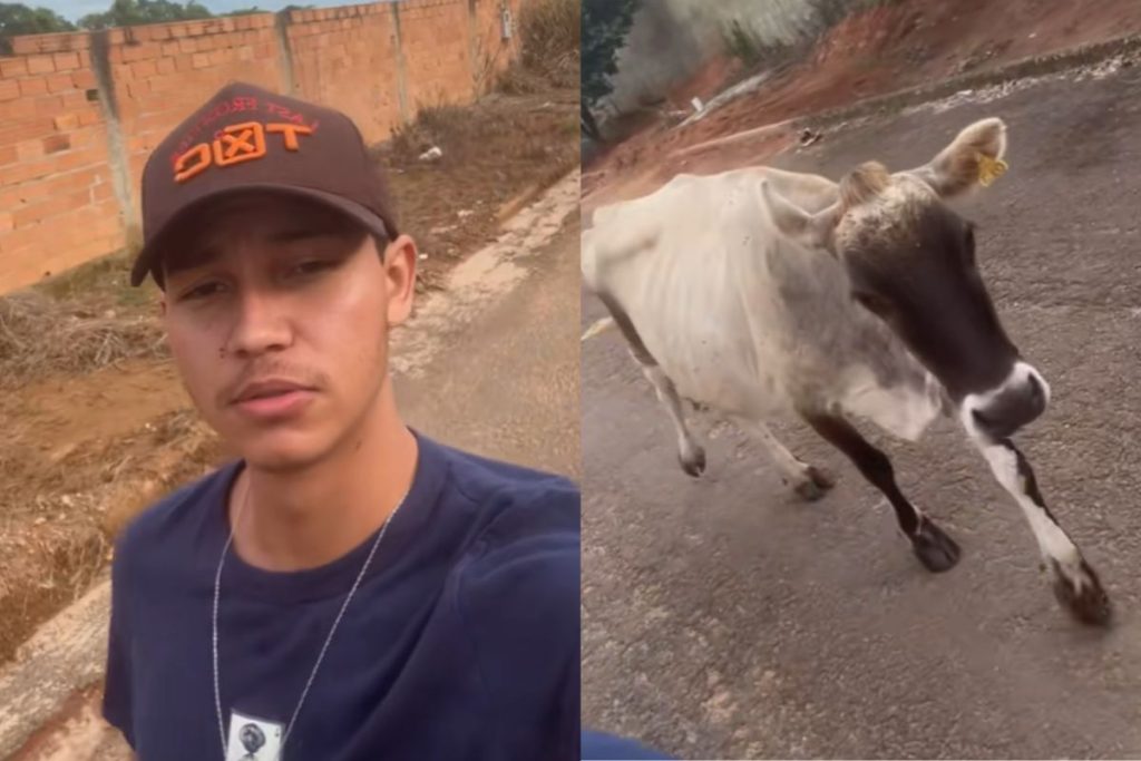 Nem cachorro, nem gato: vaca segue jovem pelas ruas em Goiás e diverte a internet