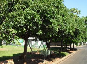 árvore boa para sombra na calçada